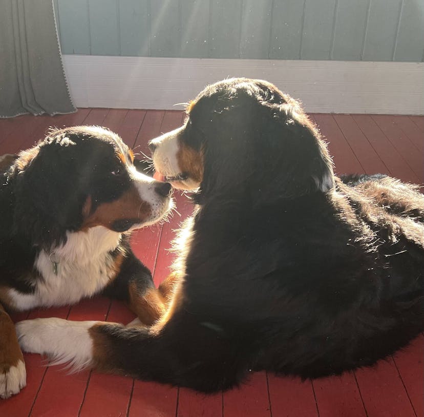 Two Bernese mountain dogs lie on a red floor in the sunlight, with noses touching.