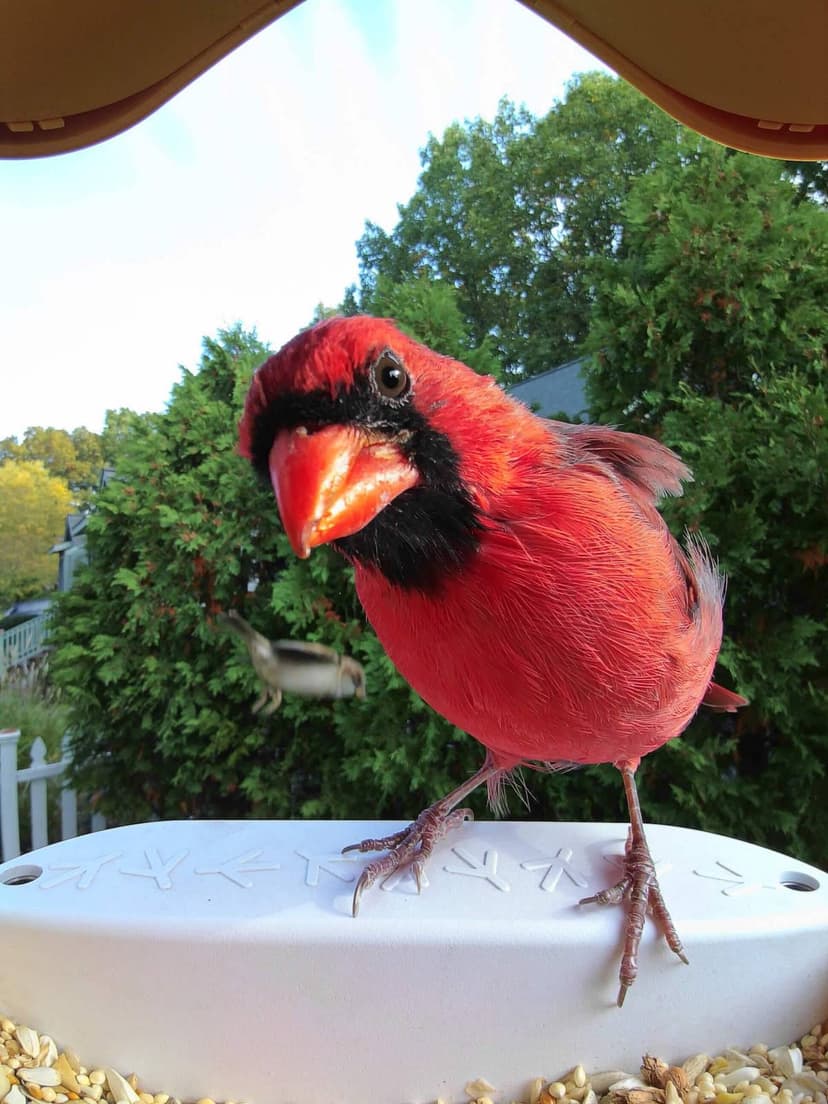 Gallery image for Bird Buddy