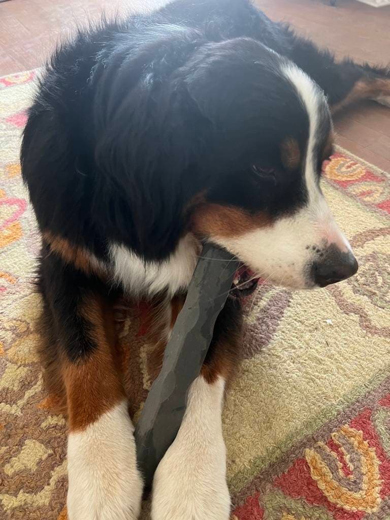 A large black dog with white and brown markings chews on a large grey bone.