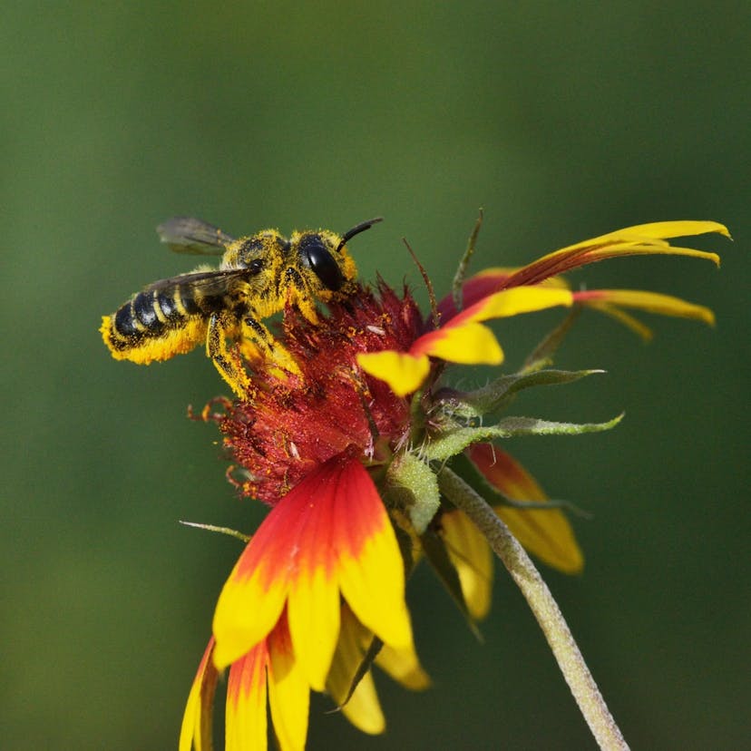 A bee covered in bright yellow pollen on top of a bright red and yellow flower.