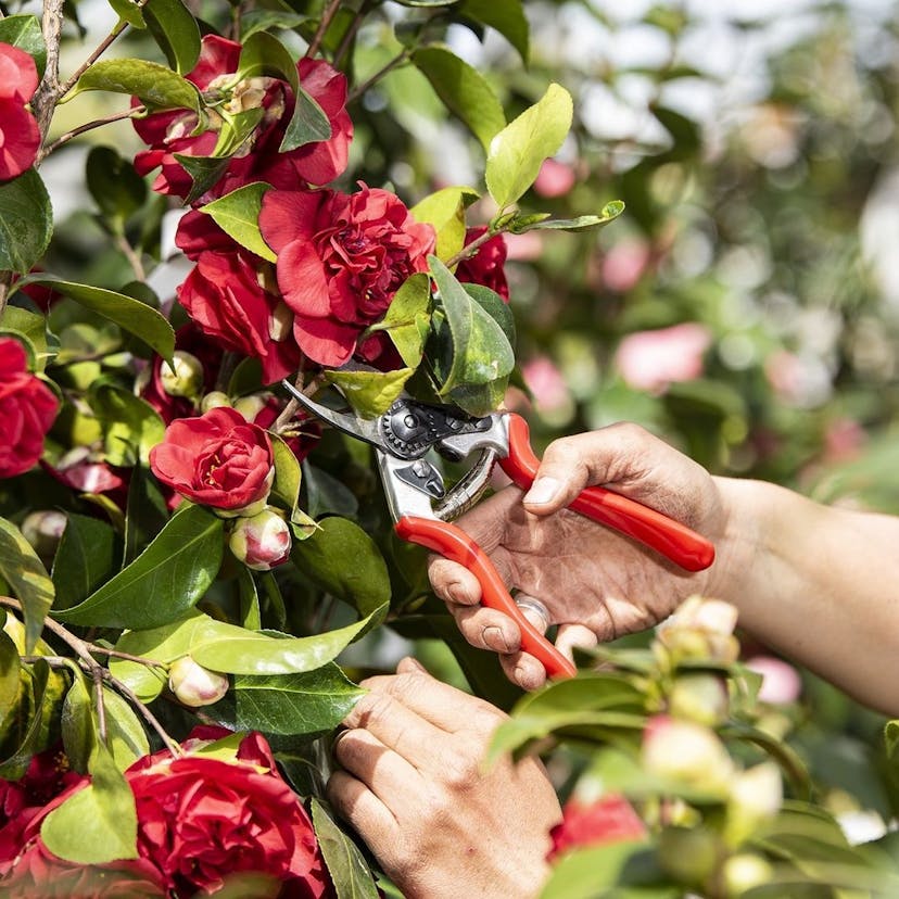 A man's hand grasps a red-handled pruning shears and is about to clip a red camellia blossom from a leafy bush with many red flowers on it.