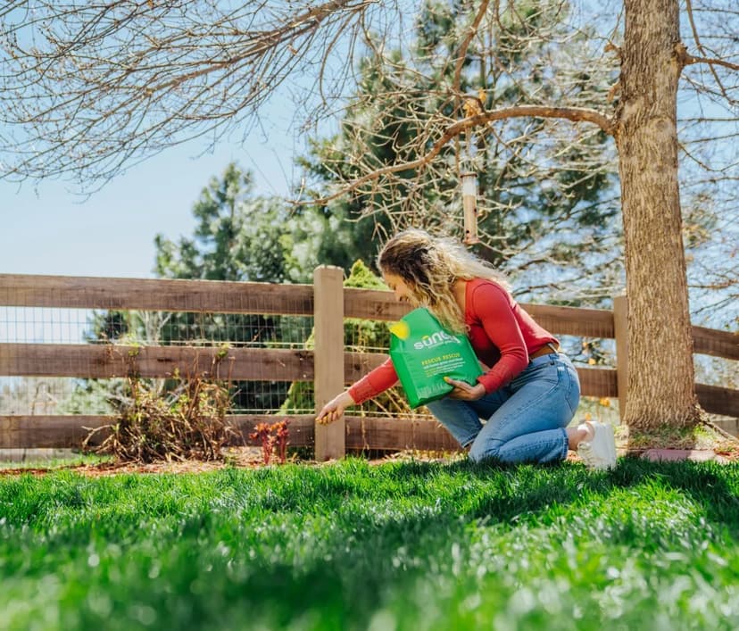 On a bright green lawn under a tree, a woman in jeans and a red shirt sprinkles a powder onto the lawn from a green bag branded Sunday Fescue Rescue.