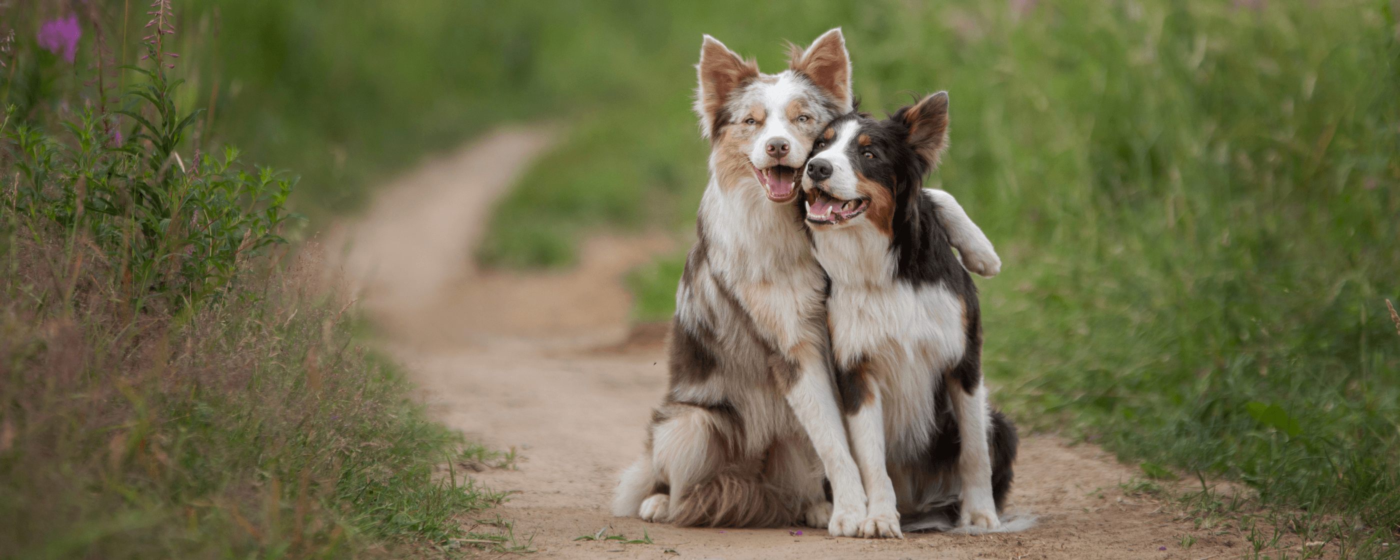 Two dogs on a path outdoors.