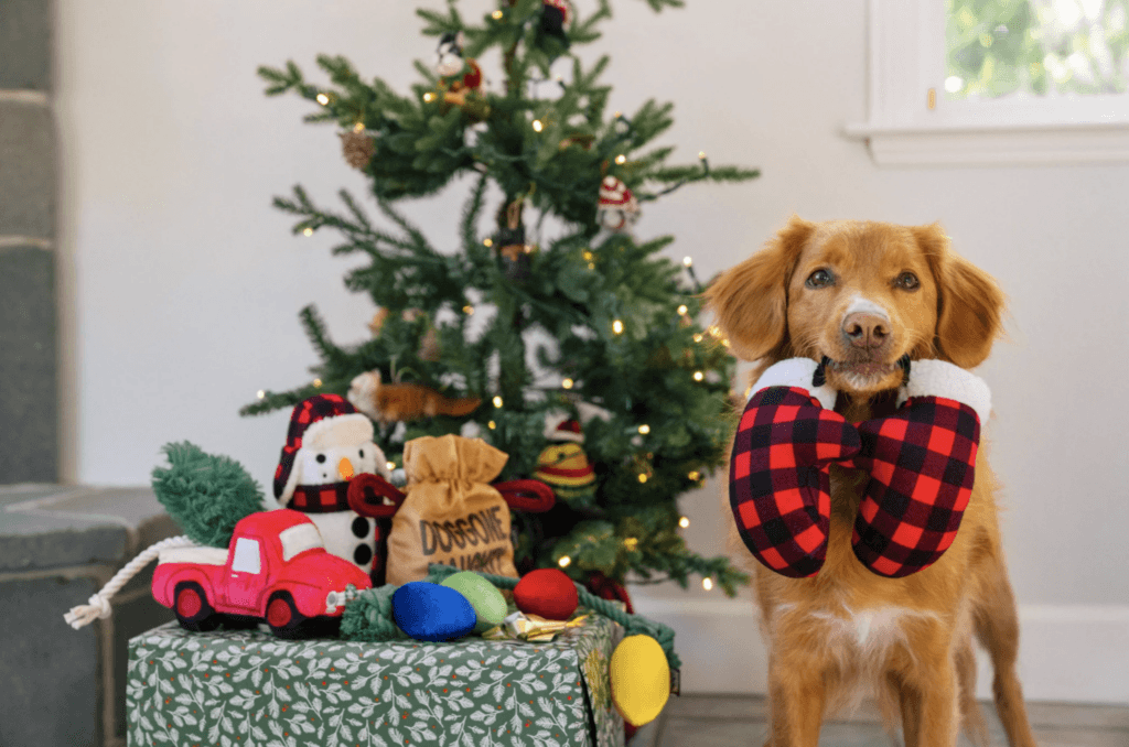 In front of a christmas tree and a display of christmas-themed dog toys, a red and white dog holds red-and-black-checked mittens in its mouth.