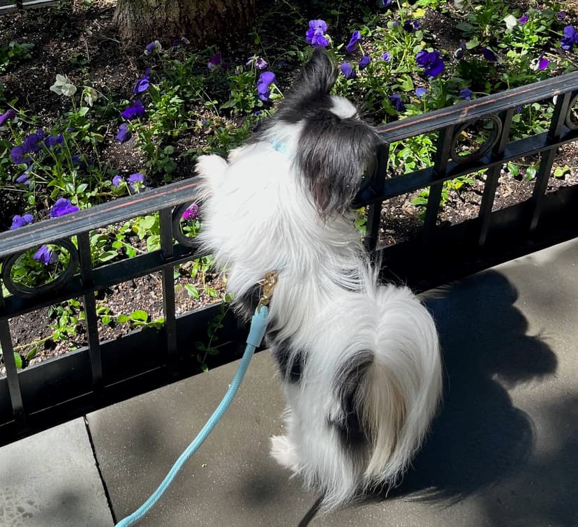 Small white and black dog with big ears wearing a light blue leash, harness, and collar.