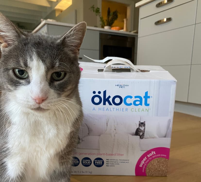 In a home kitchen, a white and gray cat with green eyes stands on a wood floor next to a white box of cat litter from the brand Okocat.