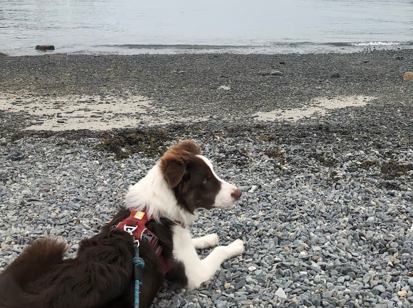 A brown and white border collie wearing a brick red harness and green rope leash lays down on a stone beach.